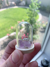 Load image into Gallery viewer, Dairycow Isopod Display